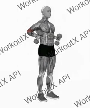 Dumbbell Standing Hammer Drag Curl exercise demonstration