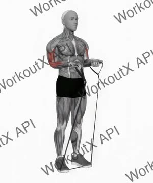 Band Close-Grip Biceps Curl exercise demonstration