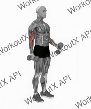 Dumbbell Hammer Curl exercise demonstration