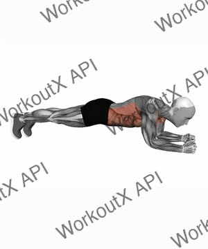 Plank on Elbows exercise demonstration