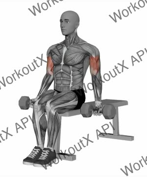 Alternating Biceps Curl Seated Dumbbells exercise demonstration