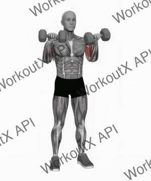 Dumbbell Standing Reverse Curl exercise demonstration