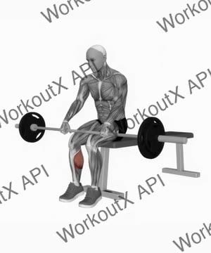 Barbell Seated on Knee Calve Raises exercise demonstration