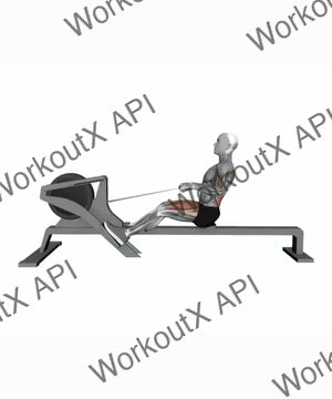 Gym Rowing Machine Normal Speed exercise demonstration