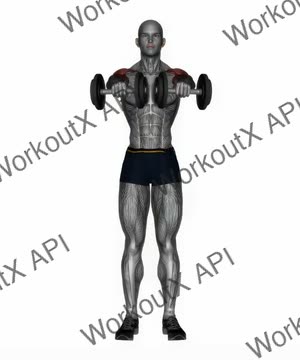 Standing Front Raise Dumbbell exercise demonstration