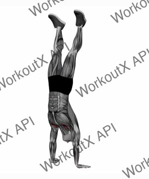 Hand Stand Hold exercise demonstration