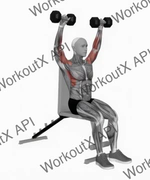 Dumbbell Arnold Press Seated exercise demonstration