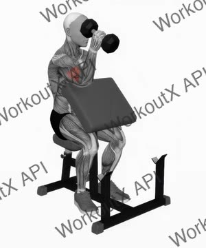 Dumbbell One Arm Hammer Preacher Curl exercise demonstration
