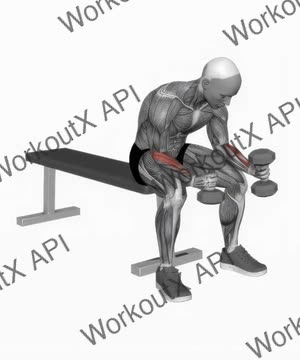 Dumbbell Seated Neutral Wrist Curl exercise demonstration