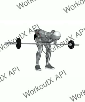 Barbell Supinated Pendlay Row exercise demonstration