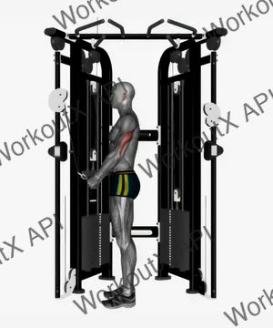 Cable Triceps Push Down v Bar exercise demonstration