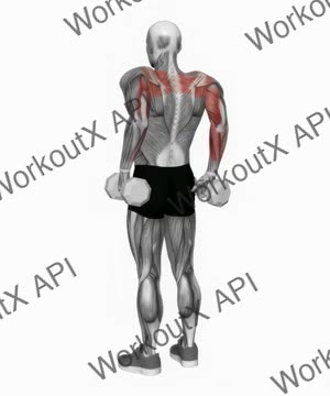 Dumbbell Rear Full Shrugs exercise demonstration