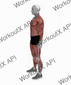 Major Groups Muscle Body exercise demonstration