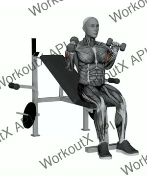 Dumbbell Seated Zottman Curl exercise demonstration