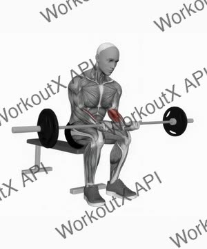 Barbell Wrist Curl on Knees exercise demonstration