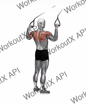 Suspension Trainer With Grips Face Pull exercise demonstration