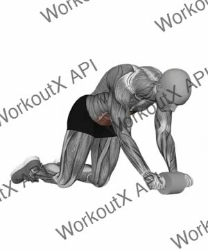 Ab Wheel Halfway Out exercise demonstration