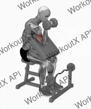 Dumbbell One Arm Reverse Preacher Curl exercise demonstration