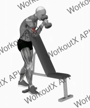 Dumbbell One Arm Zottman Preacher Curl exercise demonstration