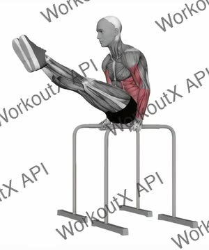 L Sit Hold exercise demonstration