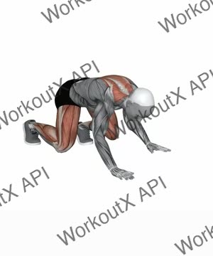 Bear Crawls exercise demonstration