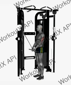 Cable Triceps Push Down Ez Bar Close Grip exercise demonstration