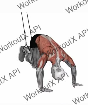 Suspension Trainer With Grips Reverse Ab Rollout exercise demonstration