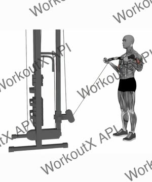 Ez Bar Cable Curl Wide Grip exercise demonstration