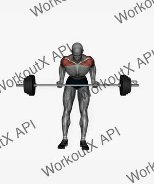 Barbell Bent Over Row Supinated Grip exercise demonstration